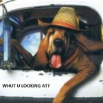 Truck-Driver-Dog-150x150.jpg