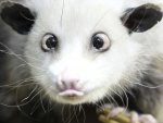 HeidiCross-eyedopossum.jpg