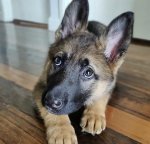 german-shepherd-856165-4210949117.jpeg