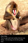 mandrill.jpg