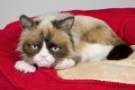 Cats GrumpyCat.jpg