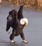 eagle.jpg