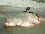 Cats Catfish Wels catfish.jpg