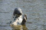 grey-seal.jpg