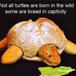 Bread-Memes-5-16949.png