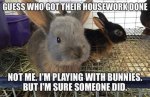 bunnyhousework.jpg