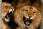 Roaring-Lions-485x728.jpg