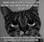 single girl cat.jpg