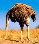 ostrich.jpg