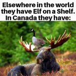 moose.jpg