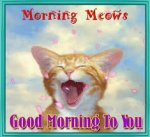 Good Morning Meows.jpg