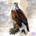 bald eagle 2.png