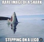 shark.jpg