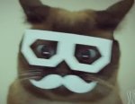 kitty_glasses.jpg