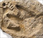 footprints-fossils.jpg