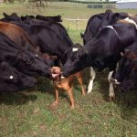 dog cows.jpg