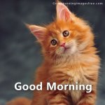 Funny-Cat-Good-Morning-Quotes-Image.jpg