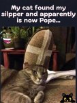 catslipper.jpg