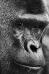 gorilla.jpg