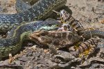 garter snake copy.jpg