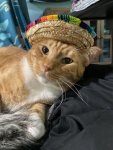 495378259_1305622277590107_3801075057867625501_n.jpg cat5may.jpg