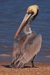 4513 pelican final copy.jpg