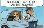 zoomies.jpg