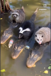 critters.png