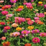 zinnias.jpg