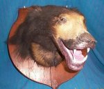 taxidermy-bear.jpg