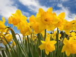 daffodils.png