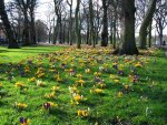 Spring_in_the_Meadows,_Edinburgh_-_geograph.org.uk_-_350540.jpg