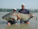 wels-catfish.jpg