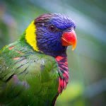 lorikeet.jpg