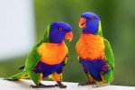 lorikeet4.jpg