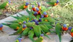 lorikeet8.jpg