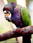 parrot.png