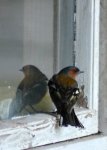 DSC_3427.JPG