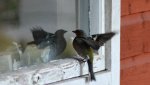 DSC_3421.JPG