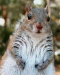 squirrel6.jpg