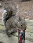 squirrel4.jpg