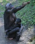 mother and baby bonobo.jpg