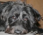 buddy 525 2 004.jpg
