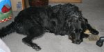 buddy 525 2 001.jpg