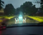 octopus in Okla.jpg