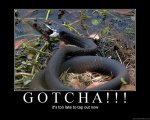 postersnakefrog copy.jpg