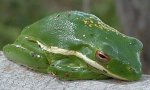 frog.jpg