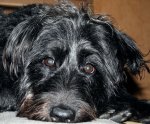 buddy 525 2 004 copy.jpg