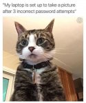 cat pw.jpg