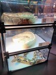 reptile expo.jpg